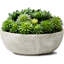 Succulent dans un pot-1268043049