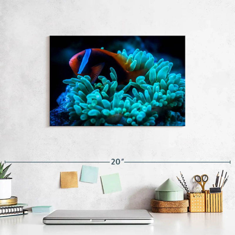 Brampt Tomato Clownfish, 8" H x 12" W