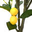 120cm Plant
