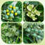Couronne de verdure eucalyptus - vert - couronne artificielle avec baies pour porte d'entrée, intérieur / extérieur, décoration de maison de campagne toutes saisons