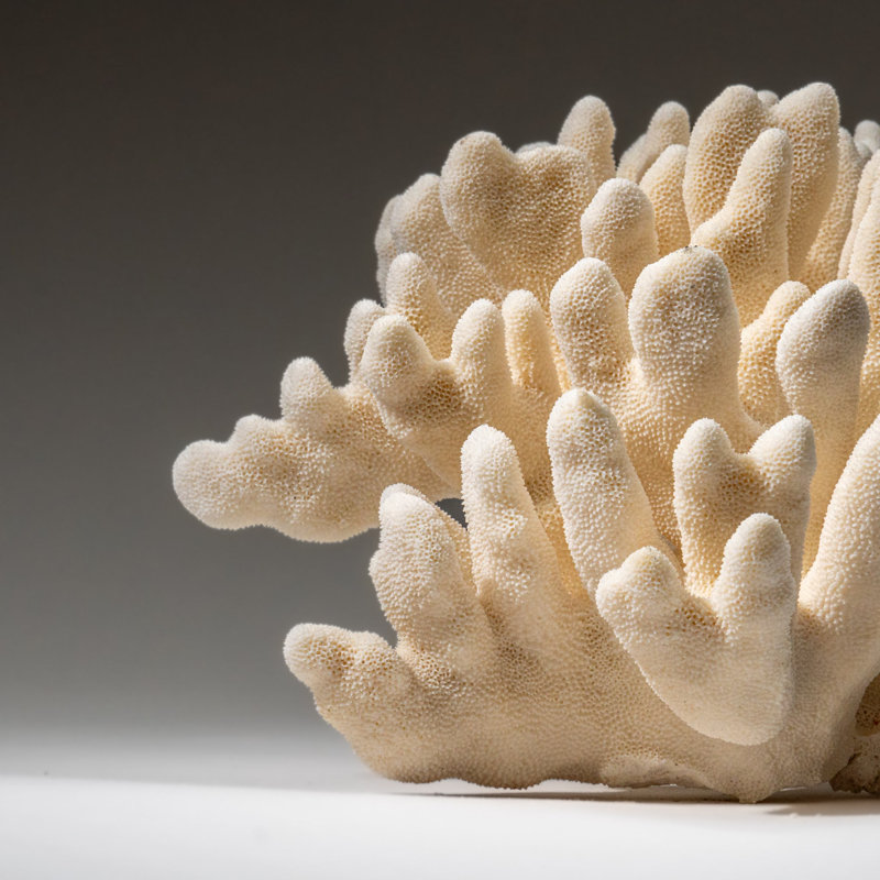 Genuine White Cat's Paw Coral (6.5 Lbs)