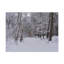 Forêt, forêt, arbre, neige, nature, photographie sur toile