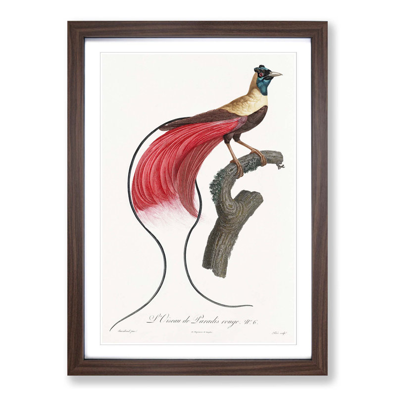 Red Bird of Paradise by Jacques Barraband - Picture Frame Painting Print on MDF, 48cm H x 36cm W x 2cm D, Walnut Framed
