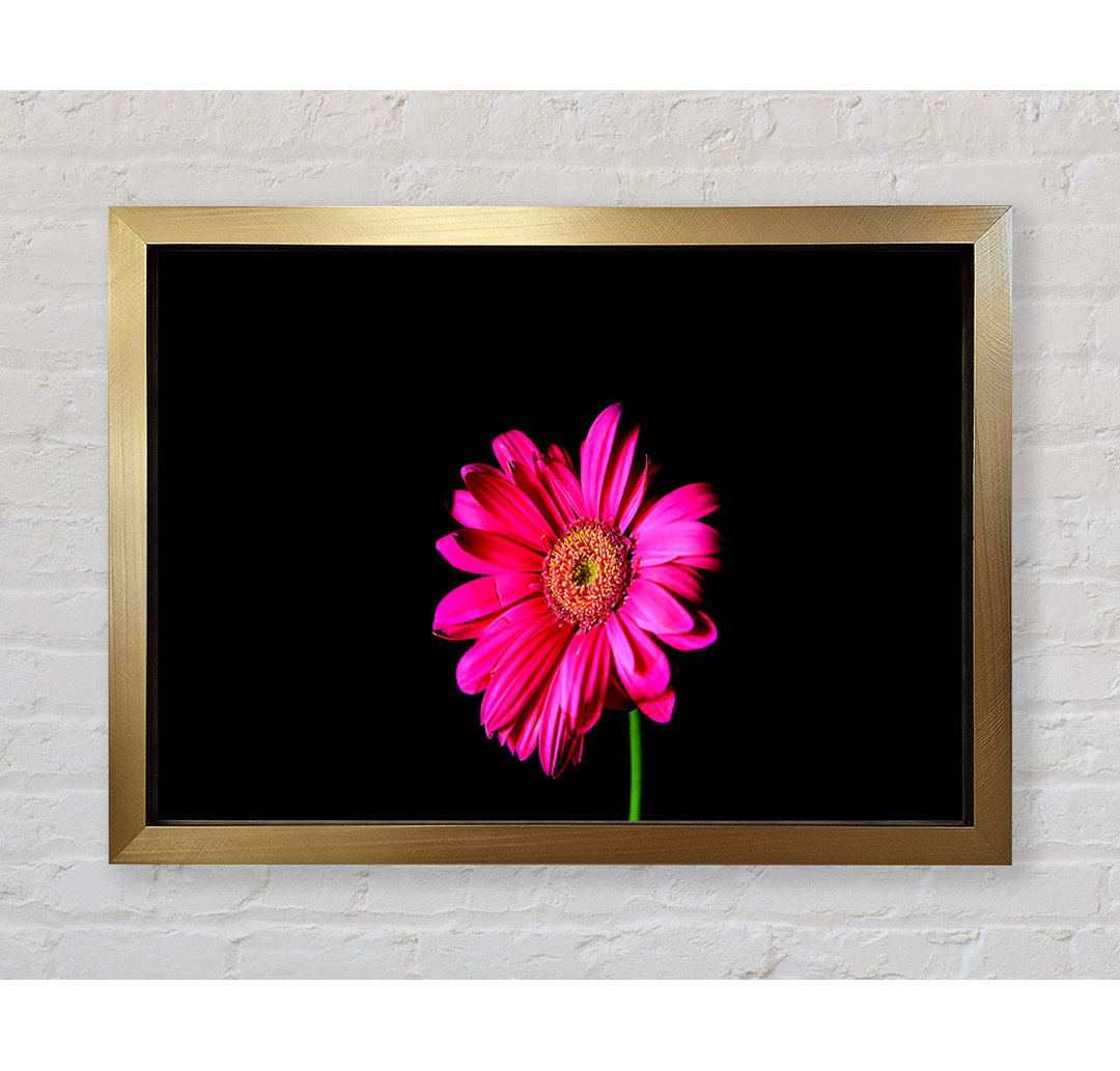 Hot Pink Gerber Daisy - Einzelner Bilderrahmen Kunstdrucke