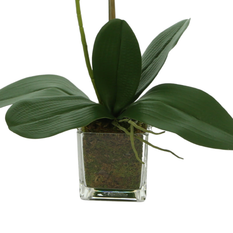 Arrangement d'orchidées Kora dans un vase en verre carré