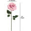 Tige de roses-980536244