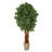 Lychee Artificial Tree in Country White Planter-525481463