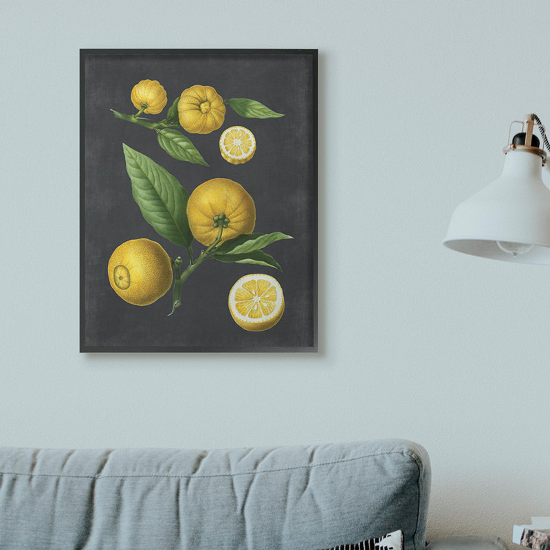 «Botanical Dessin Lemons On Black Design», impression, H 30 po x l 24 po, Giclée encadrée noir minuit