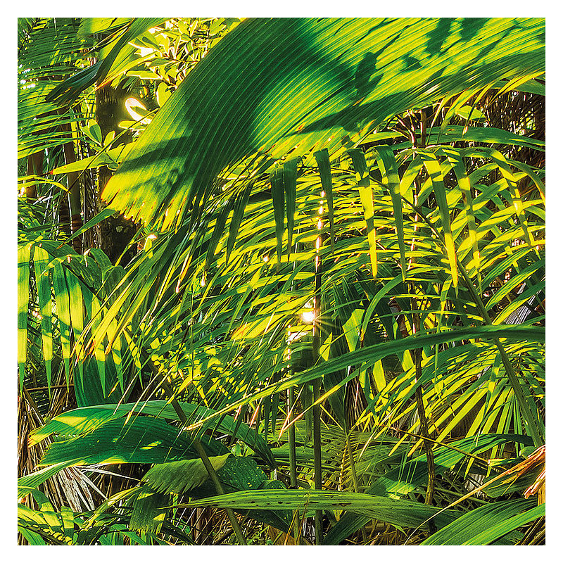 Bose Jungle Trail 3.68m x 254cm 8 Piece Wallpaper Panel
