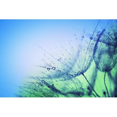 Wet Dandelions by Drbouz - Wrapped Canvas Print