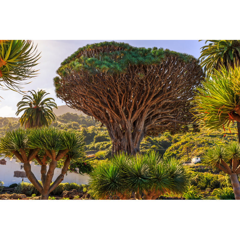 Drago Park by Csh3d - Wrapped Canvas Print, 30cm H x 46cm W