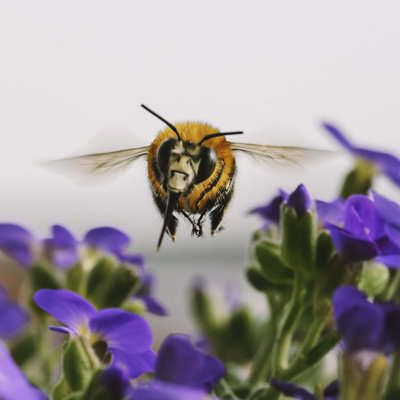 Honey Bee - Wrapped Canvas Print