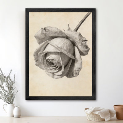 Art encadré noir, rose rétro, rose de jardin, rose panachée, art de plante rose, reproduction d'art rétro de style croquis