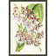 Yellow Orchids Giclee Print