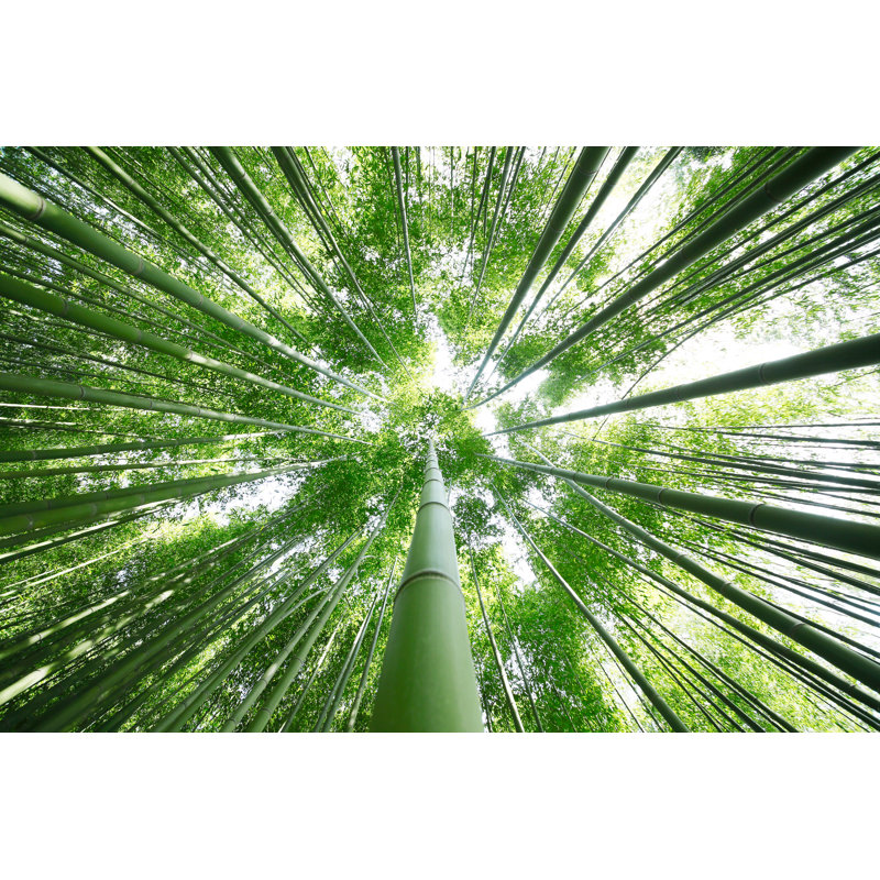 Bamboo Forest by Kokoroyuki - Wrapped Canvas Print, 30.48cm H x 45.72cm W