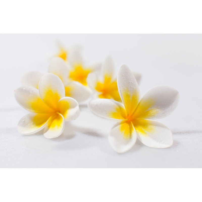 Plumeria Flowers by Sanjeri - No Frame Art Prints on Canvas, 20cm H x 30cm W