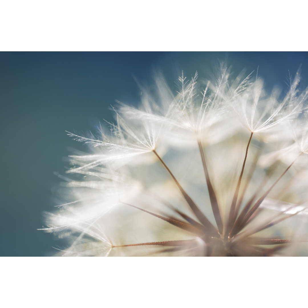 Pusteblume Nahaufnahme von Bernie_photo - Kunstdrucke auf Leinwand ohne Rahmen