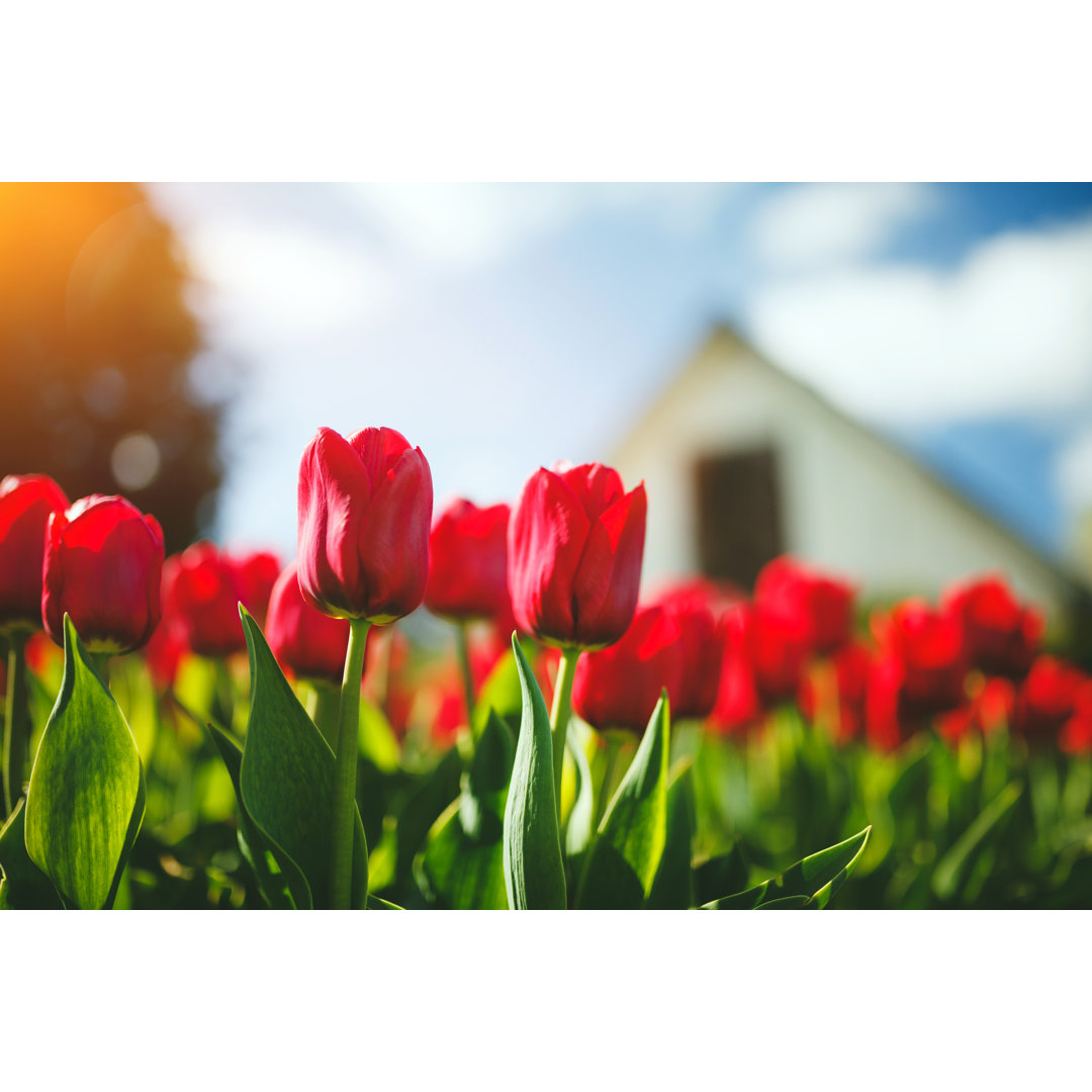 Rote Tulpen von Druvo - Druck auf Leinwand ohne Rahmen