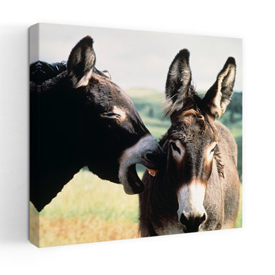 Wild Burros Custer State Park South Dakota Usa Contemporary Nature Wildlife Wall Art