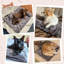 Varonique Pet Bed Cushion-307714439