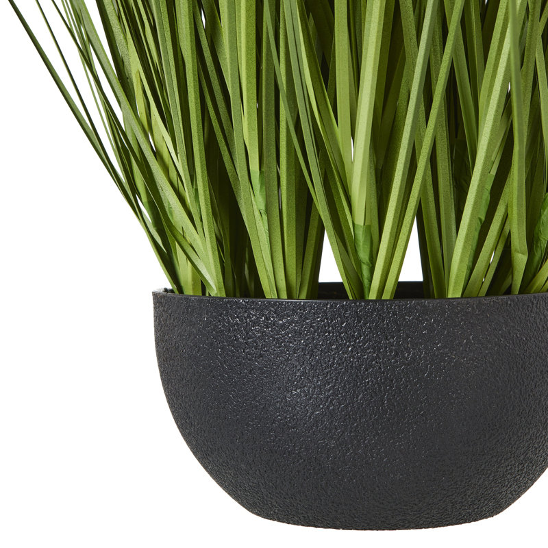 Andaiye 70cm Plant in Pot