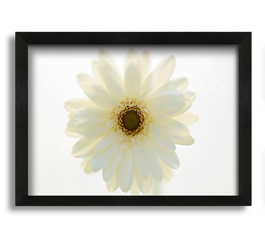 Gerahmtes Leinwandbild White on White Daisy Face