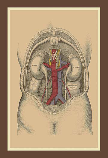 « the large intestin », reproduction d’art
