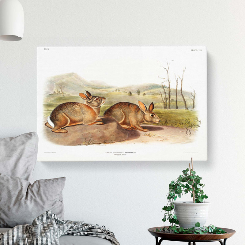 Bachmans Hares by J.W. Audubon - Wrapped Canvas, 40cm H x 60cm W x 3cm D