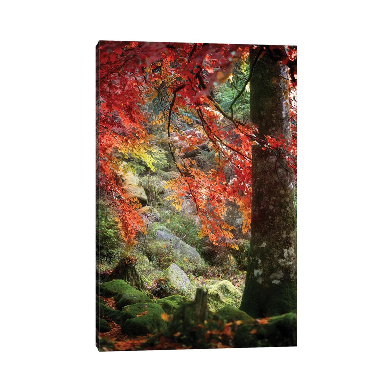 Rock Garden by Philippe Sainte-Laudy - Print on Canvas, 30.48 cm H x 45.72 cm W, Wrapped Canvas