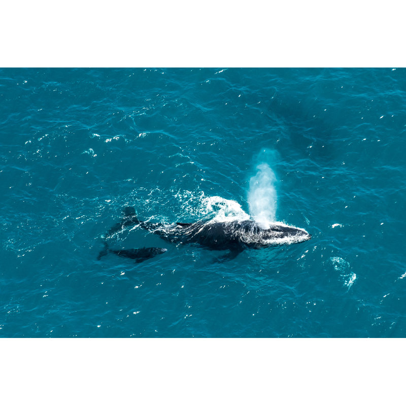 Humpback Whale - Wrapped Canvas Print, 20cm H x 30cm W x 3.8cm D