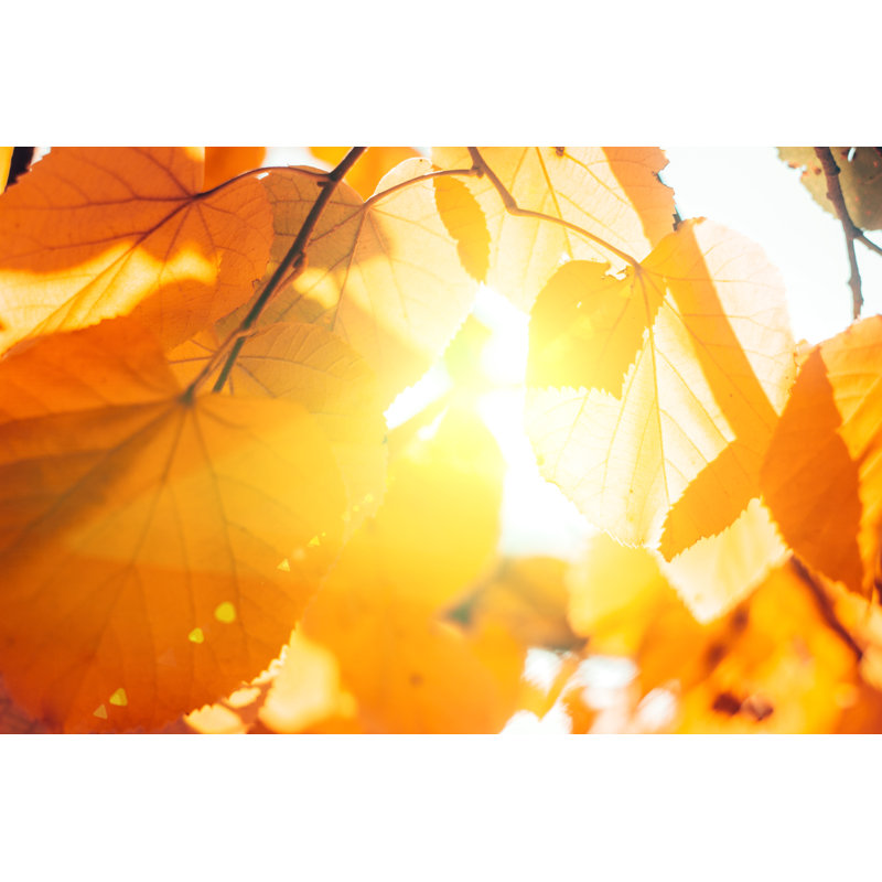 Autumnal Leaves by Goxy89 - Print, 61cm H x 91cm W