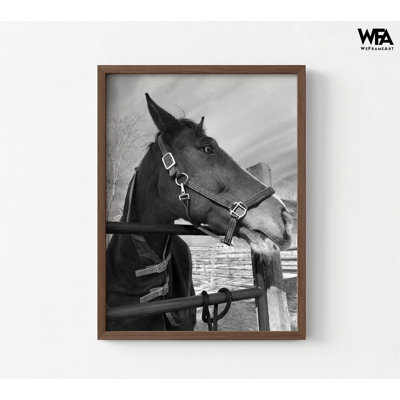 Equestrian Photography Office Wall Art, Farm Animal Photo Print, Large Farm Artwork, Barn Office Remodel Style Decor, Cowgirl Gift Idea