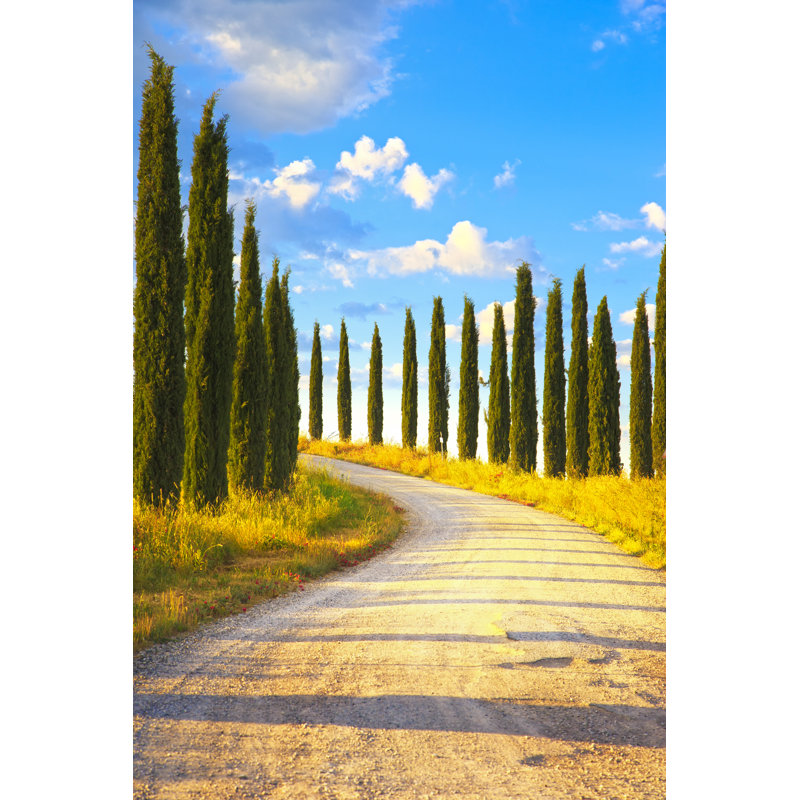 Cypress Trees - Wrapped Canvas Print, 46cm H x 30cm W