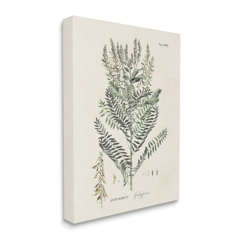 Conception d'art sur toile Forest Plant Study par Martini, H 48 po x l 36 po