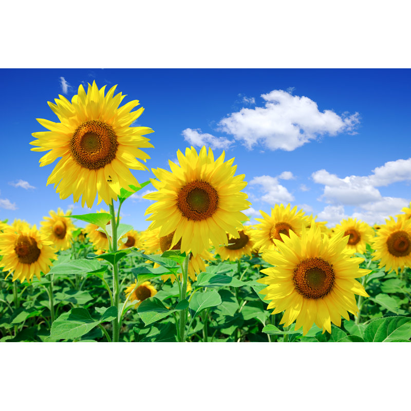 Field Of Yellow Sunflowers - Wrapped Canvas Print, 61cm H x 91cm W x 3.8cm D