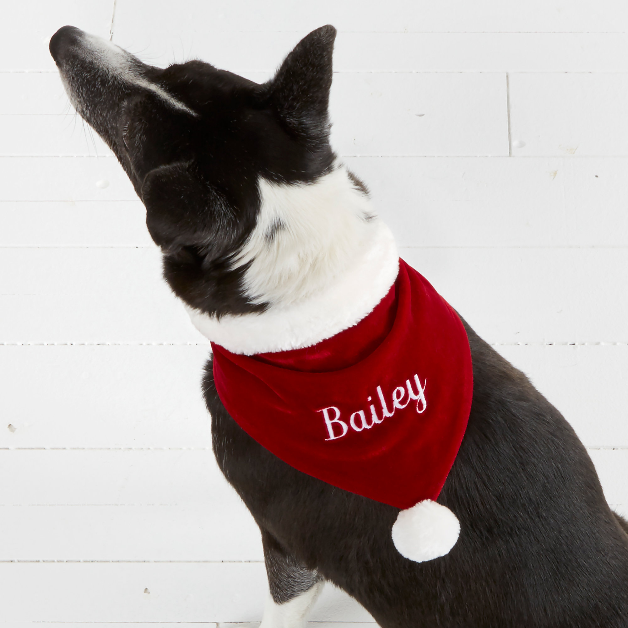 Velvet Dog Collar, Personalised Pet Collar