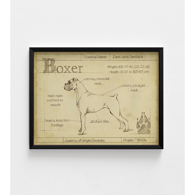 «Antique Boxer (ASH)» par Ethan Harper, idée de cadeau d'anniversaire de père de boxeur, impression d'affiche de grand chien, art mural 12 x 16 po
