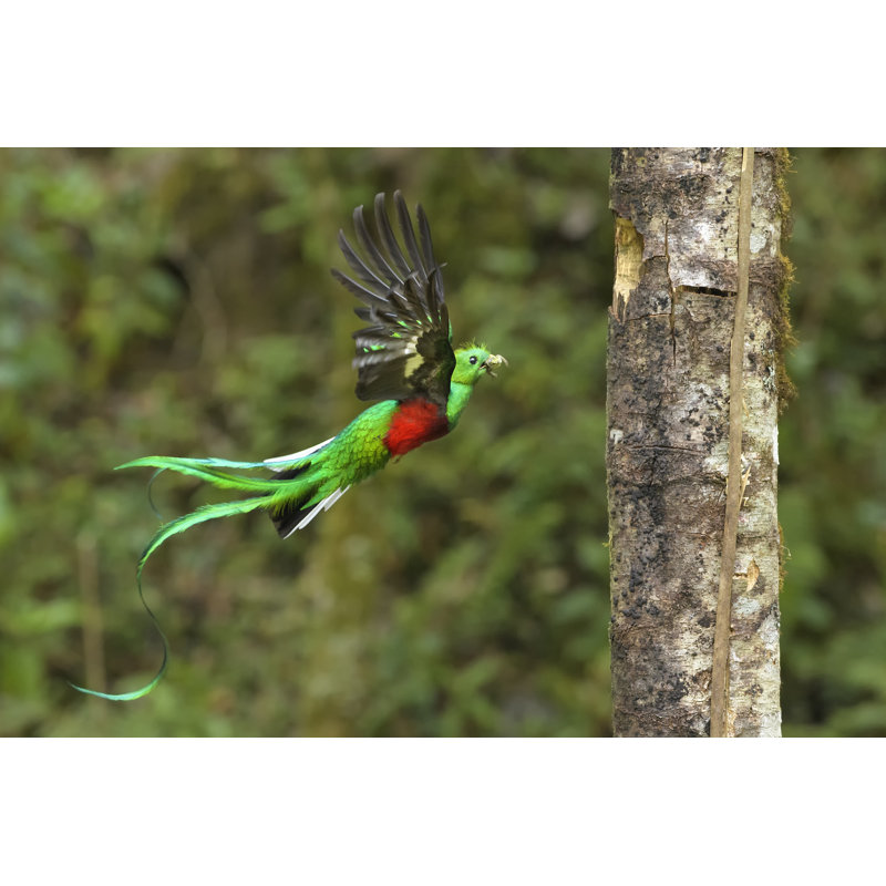 Quetzal - Wrapped Canvas Print, 81cm H x 122cm W x 3.8cm D