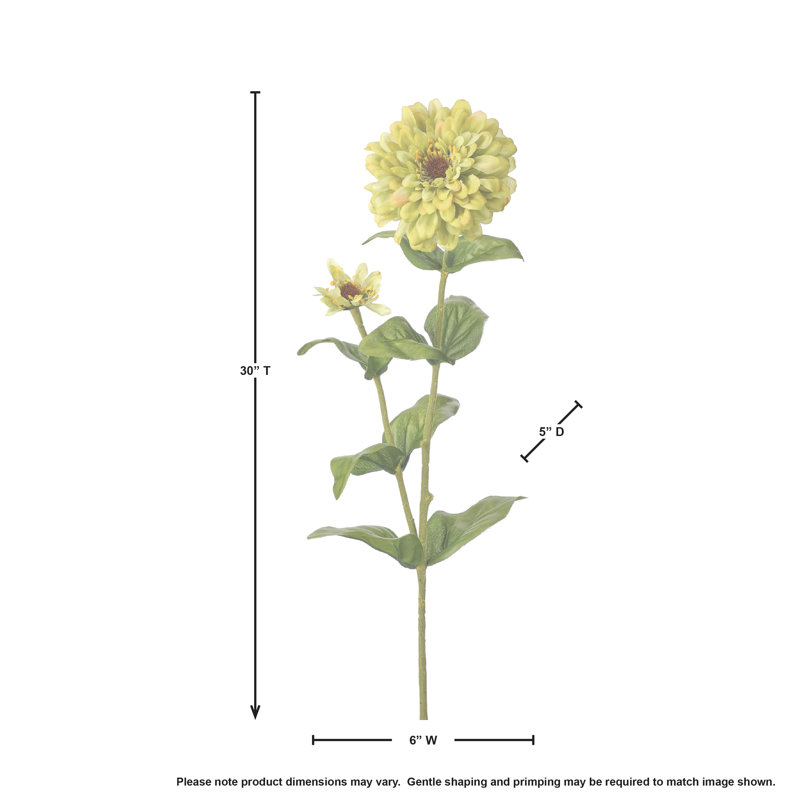 Zinnia 30 po, Vert