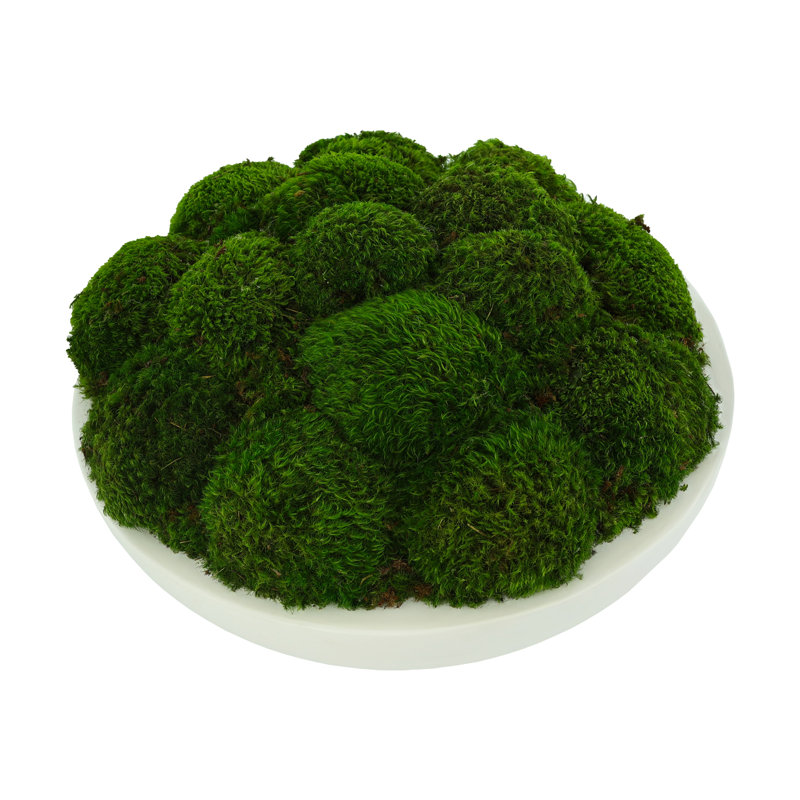 Mousse conservée Vanora en pot, H 10 po x l 18 po x P 18 po