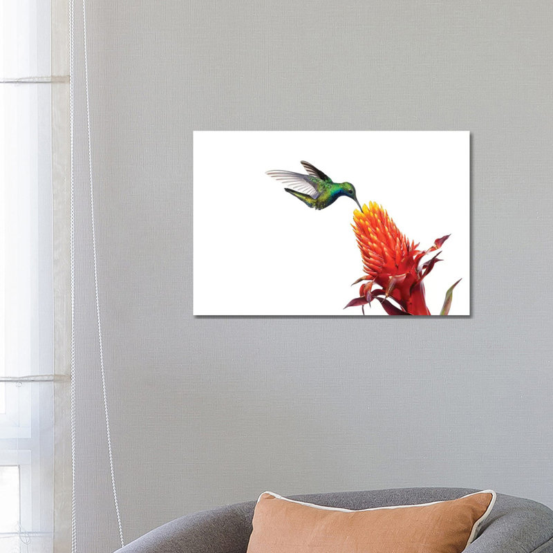 Black-Throated Mango Hummingbird Feeding On Flower Nectar, Argentina by Agustin Esmoris - Wrapped Canvas Print