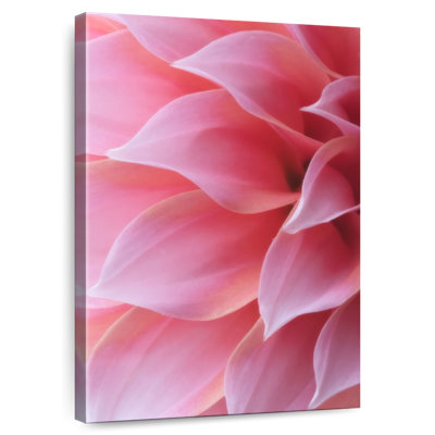 Harnek Pastel Pink Petals