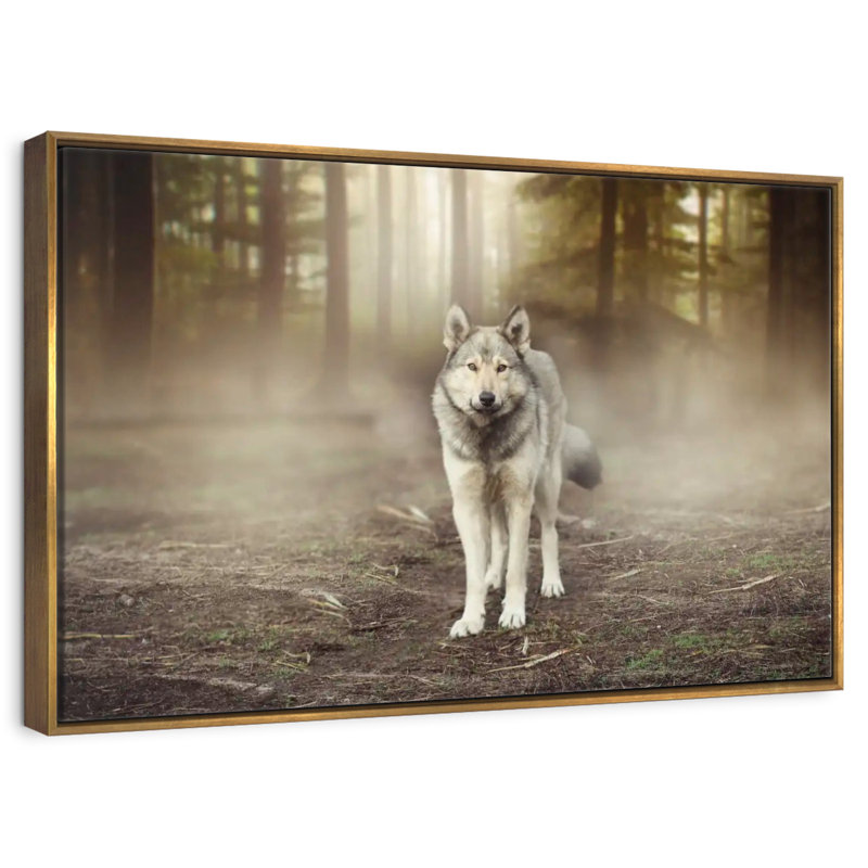 Loup audacieux, Cadre flottant doré, 40 po x 27 po