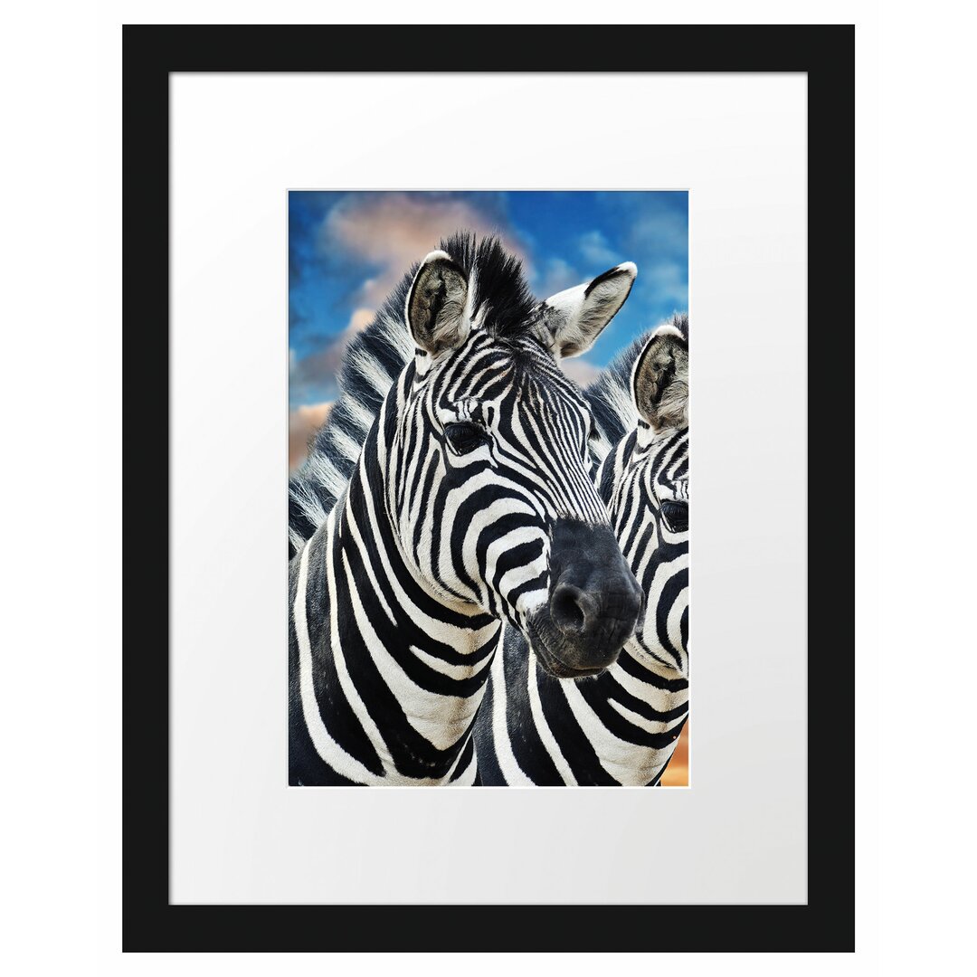 Gerahmtes Poster Zebra Pärchen