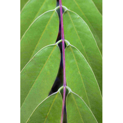 Leaf Design II