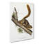 Red-tailed Squirrel by J.W. Audubon - Wrapped Canvas Print-55340791