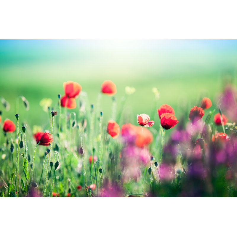 Poppy Field In Tuscany - Wrapped Canvas Print, 30cm H x 46cm W