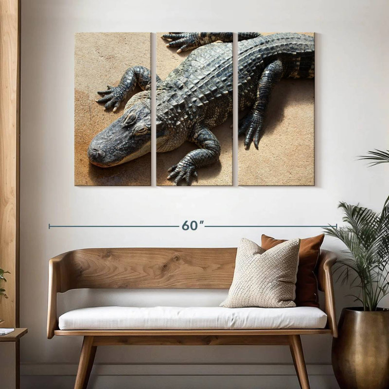 Alligator, H 32 po x l 50 po