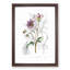 Purple Dahlia Flowers - Framed Print-55616694-55616698
