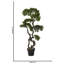 Panama Bonsai en pot
